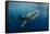 Whale Shark, Cenderawasih Bay, West Papua, Indonesia-Pete Oxford-Framed Stretched Canvas