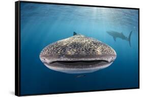 Whale Shark, Cenderawasih Bay, West Papua, Indonesia-Pete Oxford-Framed Stretched Canvas