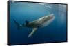 Whale Shark, Cenderawasih Bay, West Papua, Indonesia-Pete Oxford-Framed Stretched Canvas