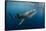 Whale Shark, Cenderawasih Bay, West Papua, Indonesia-Pete Oxford-Framed Stretched Canvas