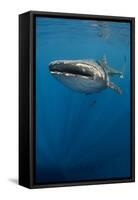 Whale Shark, Cenderawasih Bay, West Papua, Indonesia-Pete Oxford-Framed Stretched Canvas