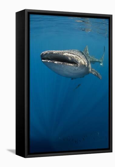 Whale Shark, Cenderawasih Bay, West Papua, Indonesia-Pete Oxford-Framed Stretched Canvas