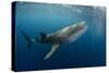 Whale Shark, Cenderawasih Bay, West Papua, Indonesia-Pete Oxford-Stretched Canvas