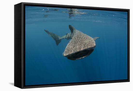 Whale Shark, Cenderawasih Bay, West Papua, Indonesia-Pete Oxford-Framed Stretched Canvas