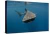 Whale Shark, Cenderawasih Bay, West Papua, Indonesia-Pete Oxford-Stretched Canvas