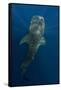 Whale Shark, Cenderawasih Bay, West Papua, Indonesia-Pete Oxford-Framed Stretched Canvas