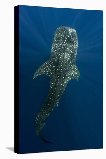 Whale Shark, Cenderawasih Bay, West Papua, Indonesia-Pete Oxford-Stretched Canvas