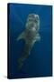 Whale Shark, Cenderawasih Bay, West Papua, Indonesia-Pete Oxford-Stretched Canvas