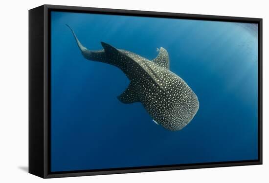 Whale Shark, Cenderawasih Bay, West Papua, Indonesia-Pete Oxford-Framed Stretched Canvas