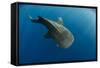 Whale Shark, Cenderawasih Bay, West Papua, Indonesia-Pete Oxford-Framed Stretched Canvas