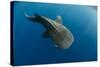 Whale Shark, Cenderawasih Bay, West Papua, Indonesia-Pete Oxford-Stretched Canvas