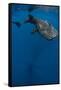 Whale Shark, Cenderawasih Bay, West Papua, Indonesia-Pete Oxford-Framed Stretched Canvas