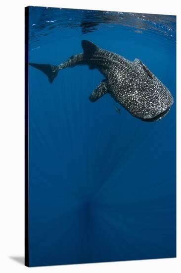 Whale Shark, Cenderawasih Bay, West Papua, Indonesia-Pete Oxford-Stretched Canvas