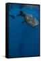 Whale Shark, Cenderawasih Bay, West Papua, Indonesia-Pete Oxford-Framed Stretched Canvas