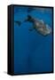 Whale Shark, Cenderawasih Bay, West Papua, Indonesia-Pete Oxford-Framed Stretched Canvas