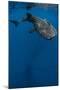 Whale Shark, Cenderawasih Bay, West Papua, Indonesia-Pete Oxford-Mounted Premium Photographic Print