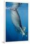 Whale Shark, Cenderawasih Bay, West Papua, Indonesia-Pete Oxford-Framed Photographic Print