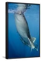 Whale Shark, Cenderawasih Bay, West Papua, Indonesia-Pete Oxford-Framed Photographic Print