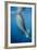 Whale Shark, Cenderawasih Bay, West Papua, Indonesia-Pete Oxford-Framed Photographic Print