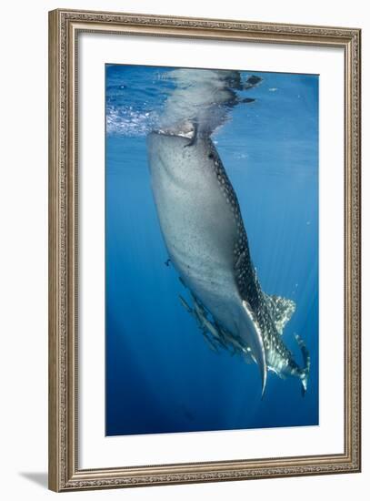 Whale Shark, Cenderawasih Bay, West Papua, Indonesia-Pete Oxford-Framed Photographic Print