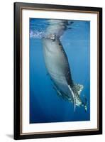 Whale Shark, Cenderawasih Bay, West Papua, Indonesia-Pete Oxford-Framed Photographic Print