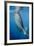 Whale Shark, Cenderawasih Bay, West Papua, Indonesia-Pete Oxford-Framed Photographic Print