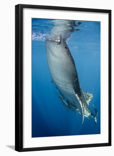 Whale Shark, Cenderawasih Bay, West Papua, Indonesia-Pete Oxford-Framed Photographic Print