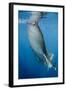 Whale Shark, Cenderawasih Bay, West Papua, Indonesia-Pete Oxford-Framed Photographic Print