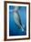 Whale Shark, Cenderawasih Bay, West Papua, Indonesia-Pete Oxford-Framed Photographic Print