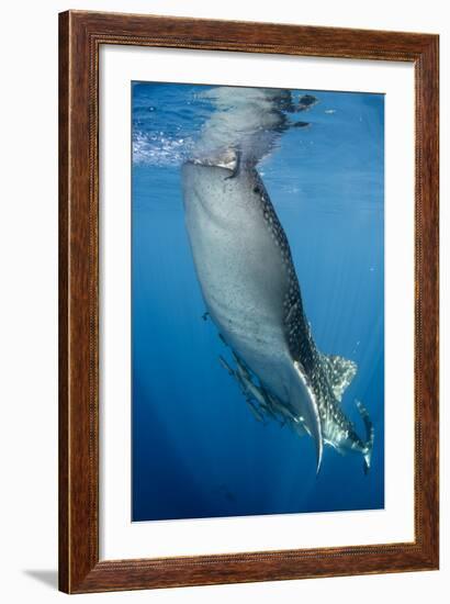 Whale Shark, Cenderawasih Bay, West Papua, Indonesia-Pete Oxford-Framed Photographic Print