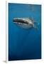 Whale Shark, Cenderawasih Bay, West Papua, Indonesia-Pete Oxford-Framed Photographic Print