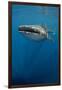 Whale Shark, Cenderawasih Bay, West Papua, Indonesia-Pete Oxford-Framed Photographic Print