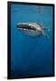 Whale Shark, Cenderawasih Bay, West Papua, Indonesia-Pete Oxford-Framed Photographic Print