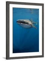 Whale Shark, Cenderawasih Bay, West Papua, Indonesia-Pete Oxford-Framed Photographic Print