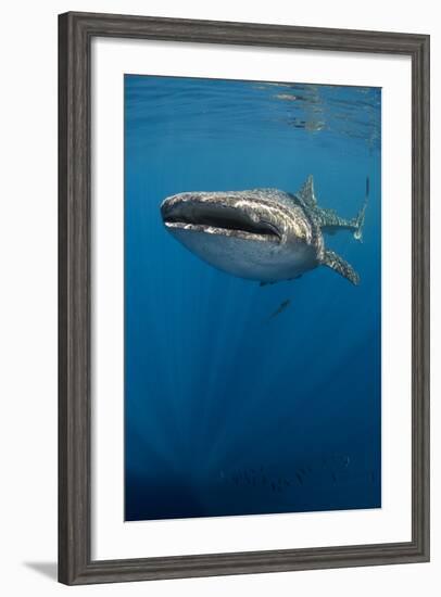 Whale Shark, Cenderawasih Bay, West Papua, Indonesia-Pete Oxford-Framed Photographic Print