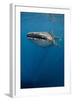 Whale Shark, Cenderawasih Bay, West Papua, Indonesia-Pete Oxford-Framed Photographic Print