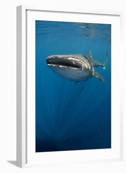 Whale Shark, Cenderawasih Bay, West Papua, Indonesia-Pete Oxford-Framed Photographic Print