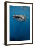 Whale Shark, Cenderawasih Bay, West Papua, Indonesia-Pete Oxford-Framed Photographic Print