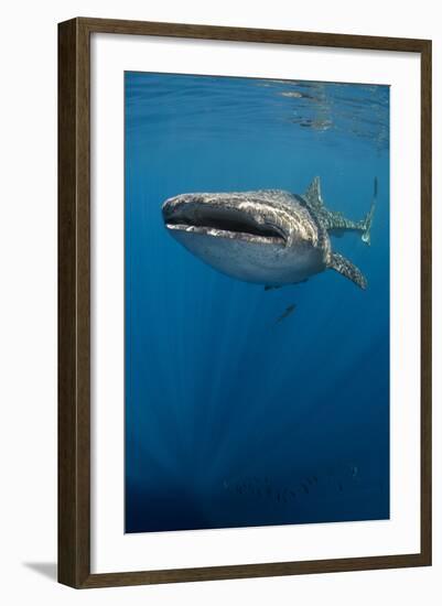 Whale Shark, Cenderawasih Bay, West Papua, Indonesia-Pete Oxford-Framed Photographic Print