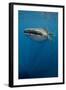 Whale Shark, Cenderawasih Bay, West Papua, Indonesia-Pete Oxford-Framed Photographic Print