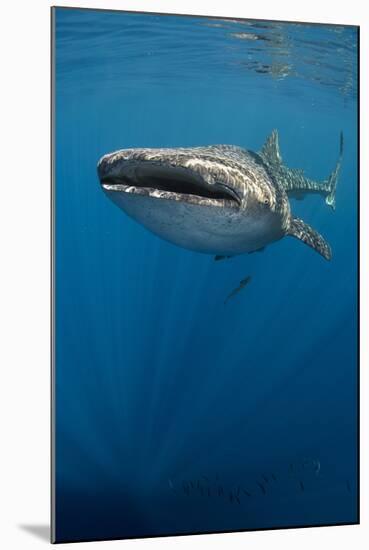 Whale Shark, Cenderawasih Bay, West Papua, Indonesia-Pete Oxford-Mounted Photographic Print