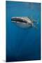 Whale Shark, Cenderawasih Bay, West Papua, Indonesia-Pete Oxford-Mounted Photographic Print
