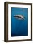 Whale Shark, Cenderawasih Bay, West Papua, Indonesia-Pete Oxford-Framed Photographic Print