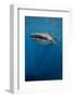 Whale Shark, Cenderawasih Bay, West Papua, Indonesia-Pete Oxford-Framed Photographic Print