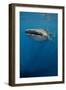 Whale Shark, Cenderawasih Bay, West Papua, Indonesia-Pete Oxford-Framed Photographic Print