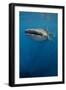 Whale Shark, Cenderawasih Bay, West Papua, Indonesia-Pete Oxford-Framed Photographic Print