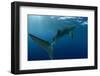 Whale Shark, Cenderawasih Bay, West Papua, Indonesia-Pete Oxford-Framed Photographic Print