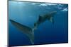 Whale Shark, Cenderawasih Bay, West Papua, Indonesia-Pete Oxford-Mounted Photographic Print