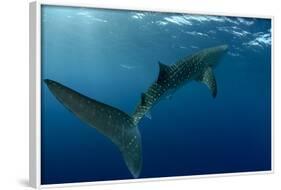 Whale Shark, Cenderawasih Bay, West Papua, Indonesia-Pete Oxford-Framed Photographic Print