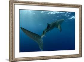 Whale Shark, Cenderawasih Bay, West Papua, Indonesia-Pete Oxford-Framed Photographic Print